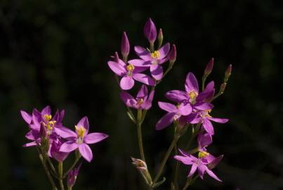 Fotografia da espécie Centaurium erythraea subesp. grandiflorum