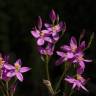 Fotografia 5 da espécie Centaurium erythraea subesp. grandiflorum do Jardim Botânico UTAD