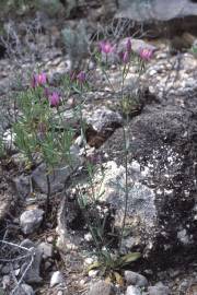 Fotografia da espécie Centaurium erythraea subesp. grandiflorum