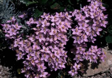 Fotografia da espécie Centaurium erythraea subesp. grandiflorum