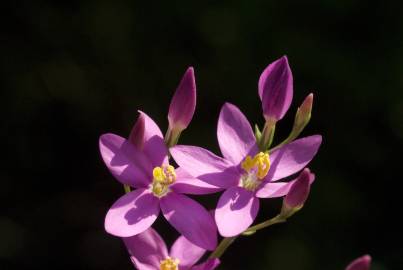 Fotografia da espécie Centaurium erythraea subesp. grandiflorum