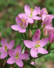 Fotografia da espécie Centaurium erythraea