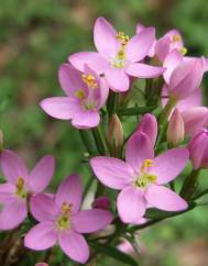 Centaurium erythraea subesp. grandiflorum