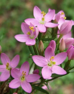 Fotografia 1 da espécie Centaurium erythraea subesp. grandiflorum no Jardim Botânico UTAD