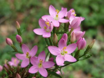 Fotografia da espécie Centaurium erythraea subesp. grandiflorum