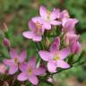 Fotografia 1 da espécie Centaurium erythraea subesp. grandiflorum do Jardim Botânico UTAD