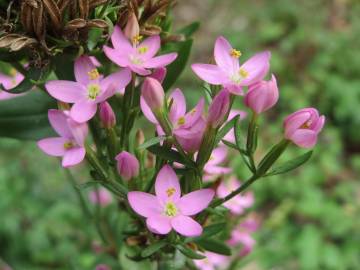 Fotografia da espécie Centaurium erythraea subesp. grandiflorum