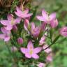 Fotografia 10 da espécie Centaurium erythraea subesp. grandiflorum do Jardim Botânico UTAD