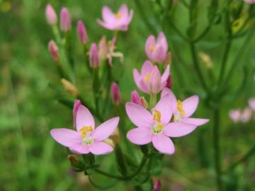 Fotografia da espécie Centaurium erythraea subesp. grandiflorum