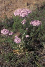 Fotografia da espécie Centaurium erythraea subesp. erythraea