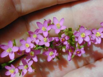 Fotografia da espécie Centaurium erythraea subesp. erythraea