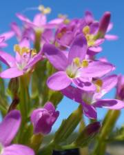 Fotografia da espécie Centaurium erythraea