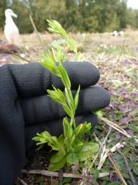 Fotografia da espécie Centaurium erythraea subesp. erythraea