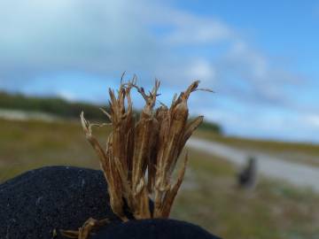 Fotografia da espécie Centaurium erythraea subesp. erythraea