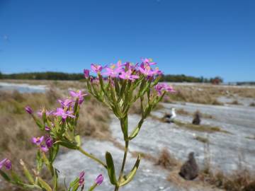 Fotografia da espécie Centaurium erythraea subesp. erythraea