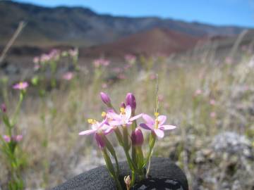 Fotografia da espécie Centaurium erythraea subesp. erythraea