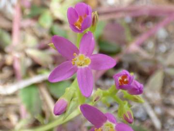 Fotografia da espécie Centaurium erythraea subesp. erythraea