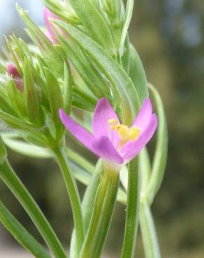 Fotografia 11 da espécie Centaurium erythraea subesp. erythraea no Jardim Botânico UTAD