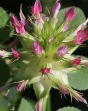 Fotografia da espécie Trifolium spumosum