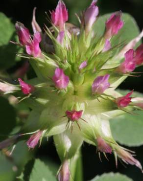 Fotografia 1 da espécie Trifolium spumosum no Jardim Botânico UTAD