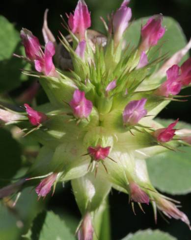 Fotografia de capa Trifolium spumosum - do Jardim Botânico