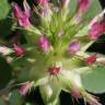 Fotografia 1 da espécie Trifolium spumosum do Jardim Botânico UTAD