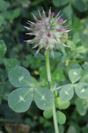 Fotografia da espécie Trifolium spumosum