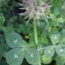 Fotografia 2 da espécie Trifolium spumosum do Jardim Botânico UTAD