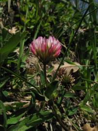Fotografia da espécie Trifolium spumosum