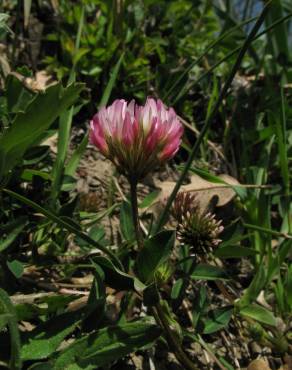Fotografia 3 da espécie Trifolium spumosum no Jardim Botânico UTAD