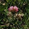 Fotografia 3 da espécie Trifolium spumosum do Jardim Botânico UTAD