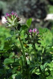 Fotografia da espécie Trifolium spumosum