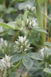 Fotografia da espécie Trifolium scabrum