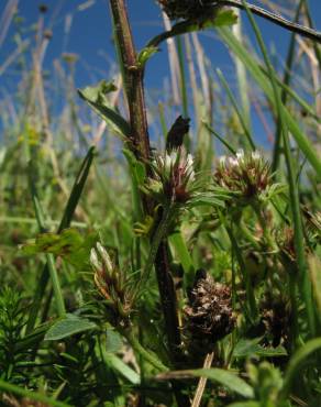 Fotografia 10 da espécie Trifolium scabrum no Jardim Botânico UTAD