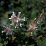 Fotografia 11 da espécie Trifolium scabrum do Jardim Botânico UTAD