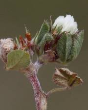 Fotografia da espécie Trifolium scabrum