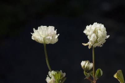 Fotografia da espécie Trifolium squamosum