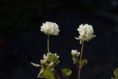 Fotografia da espécie Trifolium squamosum