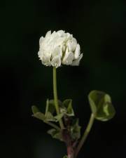 Fotografia da espécie Trifolium squamosum