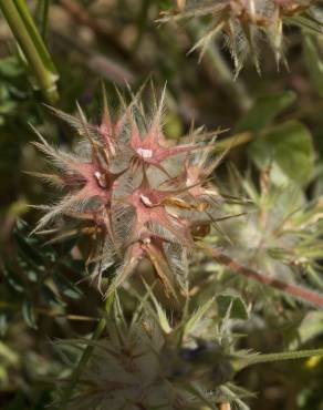 Fotografia 8 da espécie Trifolium stellatum no Jardim Botânico UTAD