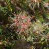 Fotografia 8 da espécie Trifolium stellatum do Jardim Botânico UTAD