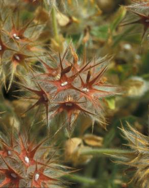 Fotografia 9 da espécie Trifolium stellatum no Jardim Botânico UTAD