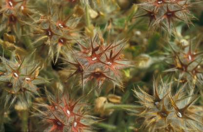 Fotografia da espécie Trifolium stellatum