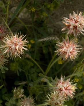 Fotografia 10 da espécie Trifolium stellatum no Jardim Botânico UTAD