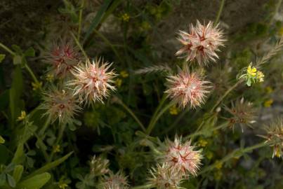 Fotografia da espécie Trifolium stellatum