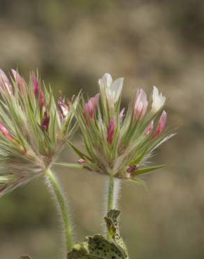 Fotografia 11 da espécie Trifolium stellatum no Jardim Botânico UTAD