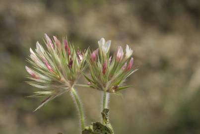 Fotografia da espécie Trifolium stellatum