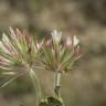 Fotografia 11 da espécie Trifolium stellatum do Jardim Botânico UTAD