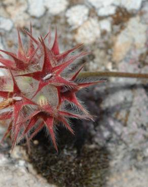 Fotografia 12 da espécie Trifolium stellatum no Jardim Botânico UTAD