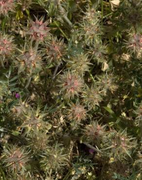 Fotografia 13 da espécie Trifolium stellatum no Jardim Botânico UTAD